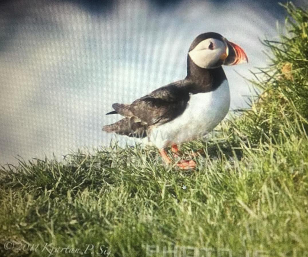 וסטמאנא'איאר Puffin Nest Capsule Hostel מראה חיצוני תמונה